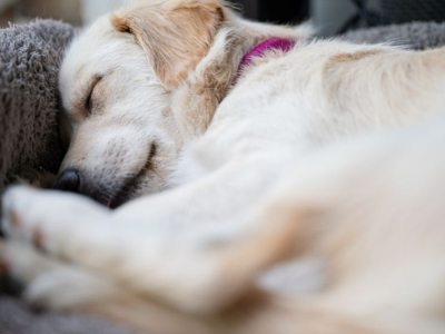Pourquoi votre chien tourne en rond avant de se coucher ?