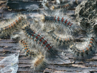 Chenilles processionnaires : attention aux balades avec votre chien !