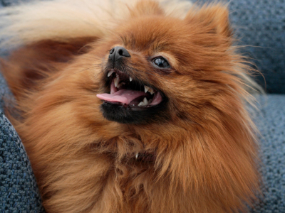 Emmener son animal au travail