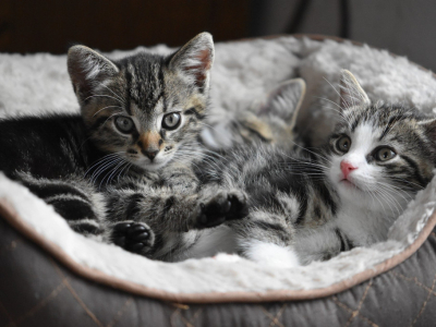 Année du T : nos idées et conseils pour le nom de votre chaton