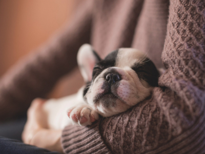 Comment bien préparer l’arrivée d’un chiot ? 