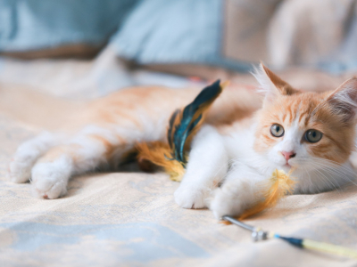 Bien préparer l’arrivée d’un chaton : nos conseils pour un accueil en douceur