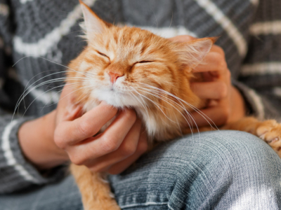 Les chats nous considèrent comme leurs parents