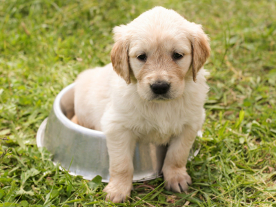 Mon chien boude ses croquettes : que faire ?
