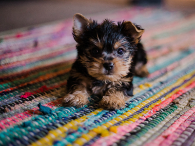 Apprendre la propreté à son chien : les bons réflexes à avoir