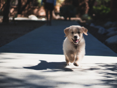 Comment apprendre le rappel à son chien ?