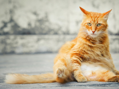 Comment faire maigrir mon chat ?