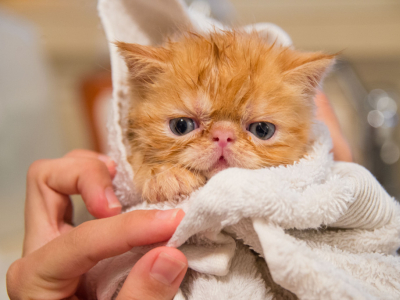 Comment bien laver mon chat ?