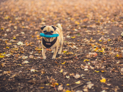 Comment bien préparer son animal à l'automne ?