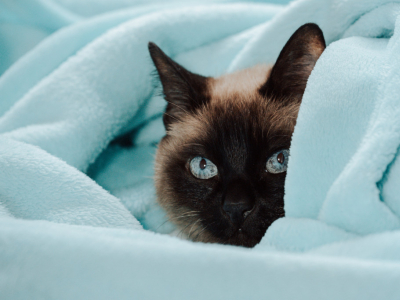 Comment enlever l’odeur d’urine de chat ?