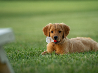 Découvrez nos idées de noms de chien en U pour 2023 !