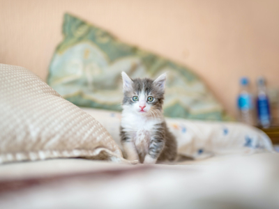 Comment choisir un nom de chat en U pour 2023 ?