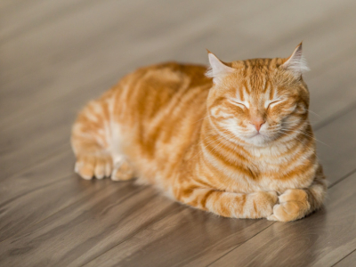 Combien de temps dort un chat ?