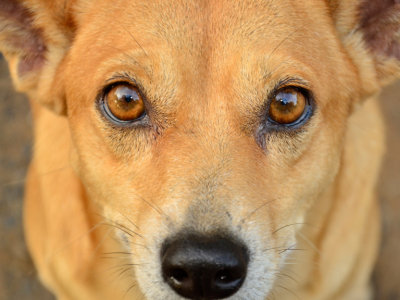 Non les chiens ne voient pas en noir et blanc !