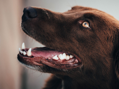 Prendre soin de l’hygiène dentaire des chiens et des chats