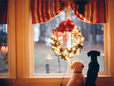 Gâtez vos animaux à Noël avec les idées cadeaux des Recettes de Daniel !