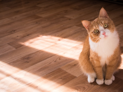 Dressage : peut-on éduquer un chat ?