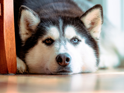 Comment voient les chiens ?