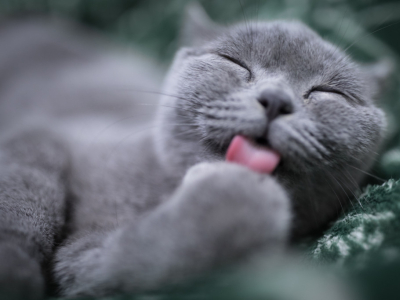 Pourquoi mon chat me lèche ?