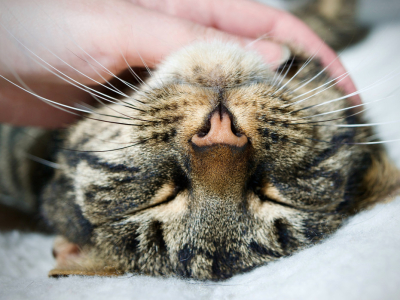 Comment rendre un chat heureux ?