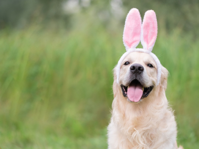 Comment faire plaisir à son compagnon pour Pâques ?