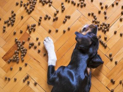 Peut-on donner des croquettes pour chat à un chien ?