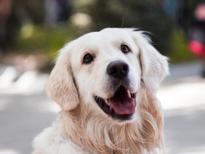 Cette méthode précise révèle l'âge humain de nos animaux !