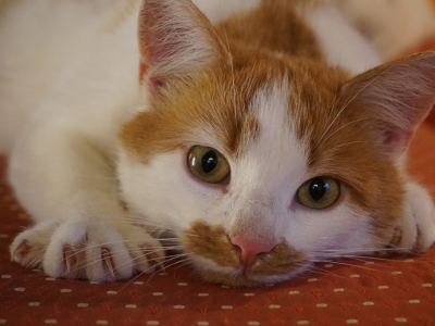 Comment couper les griffes d’un chat ?