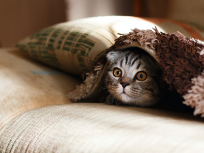 Mon chat est stressé : que faire ?