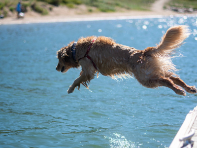 Comment rafraîchir son chien et éviter les coups de chaleur en été ?