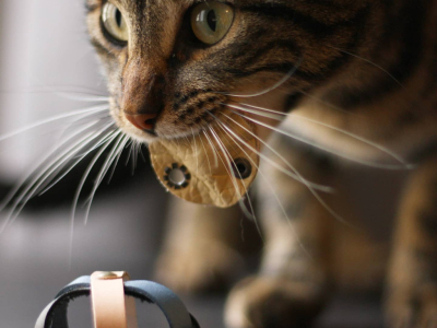 Les 7 signes qui montrent que votre chat vous aime !