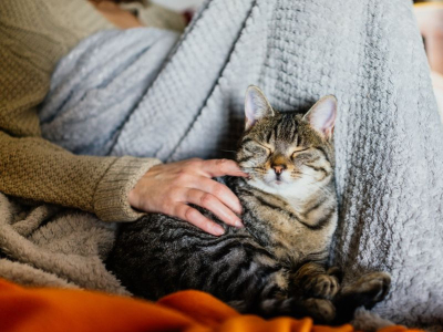 Voici comment devenir la personne préférée de votre chat