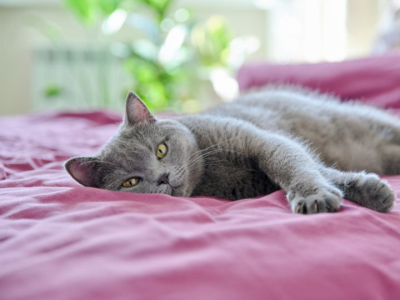 Dormir avec son chat : ce qu’il faut absolument savoir avant de le faire