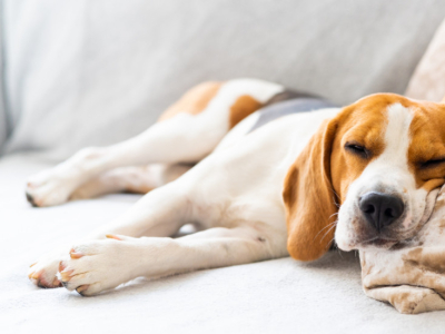 Comment prendre soin de son chien senior ?