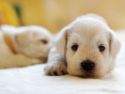 Quel nom donner à votre chien ? En 2024, c’est l’année du V !