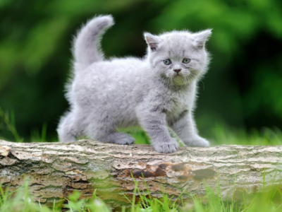 Nom de chat en 2024 : nos inspirations pour l'année du V, W, X, Y