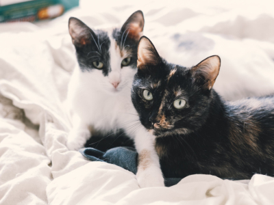Votre chat sera-t-il plus heureux si vous en adoptez un deuxième ?