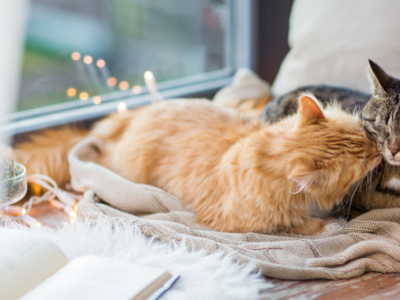 7 idées de cadeaux de Noël pour chat