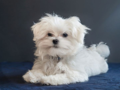 Chien : Top 10 des races qui ne perdent pas leurs poils