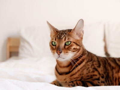 Chat : Top 10 des races qui ne perdent pas leurs poils