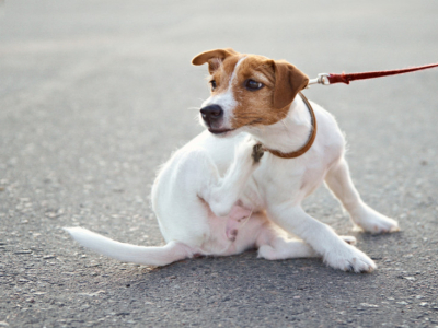 Puces et tiques : comment s’en débarrasser ?